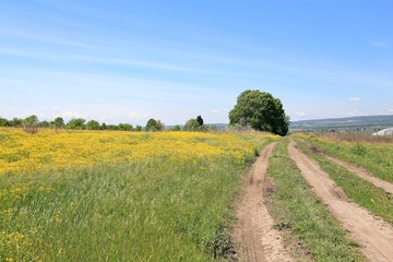 Fototapeta na wymiar Rural landscape with road and yellow flowers on the meadow