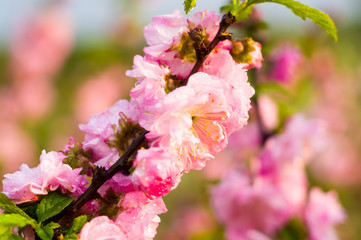 Background blooming beautiful pink cherries in raindrops on a sunny day in early spring close up, soft focus
