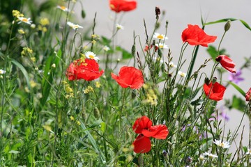 Red poppies in the meadow