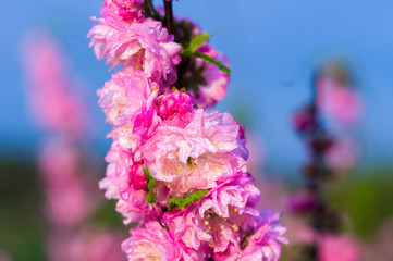 Background blooming beautiful pink cherries in raindrops on a sunny day in early spring close up, soft focus