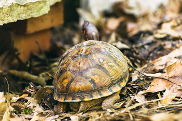 Box turtle in the woods	