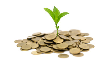 plant that grows on the gold coin with isolated on white background, money saving and investment financial concept, growth through saving plans and investment schemes.