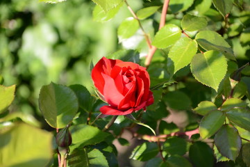 natura macro rosso rosa amore