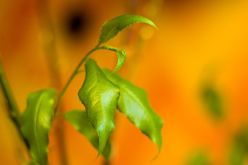 Willow branches with fresh green leaves in a vase