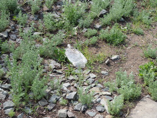 Plastic bottle waste in the forest. Plastic pollution concept