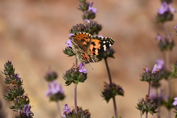 israel nature