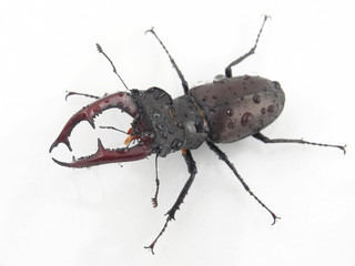 male insect beetle deer with antlers on white background