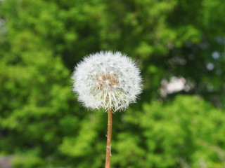 white fluffy dandelion head close-up on green forest background