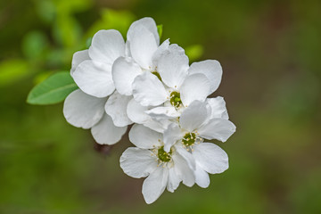 Exochorda Racemosa Pearlbush Flowers