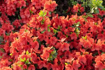 Naklejka na ściany i meble Rhododendron Geisha Orange Flowers