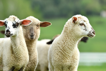 Obraz premium close-up of a sheep's head on the farm meadow