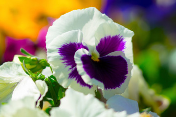 Beautiful white and purple pansy flower