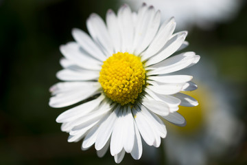 Close-up of a daisy flower