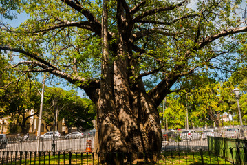 Recife, Brazil: A huge baobab tree grows in the Park of the Recife city, brought from Africa