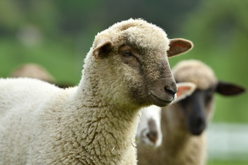 Fototapeta premium close-up of a sheep's head on the farm meadow