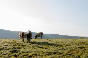 Kühe stehen auf einer Weide vor blauem Himmel und fressen
