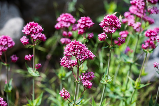 Der wissenschaftliche Name dieser Planze ist Centranthus ruber