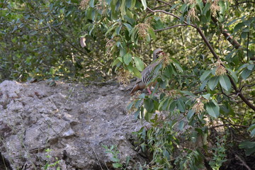 israel nature