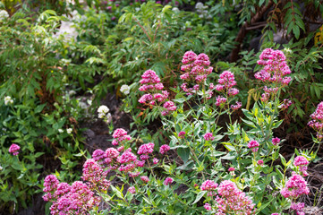 Der wissenschaftliche Name dieser Planze ist Centranthus ruber