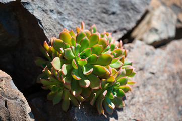 Aeonium ist eine Pflanzengattung aus der Familie der Dickblattgewächse.