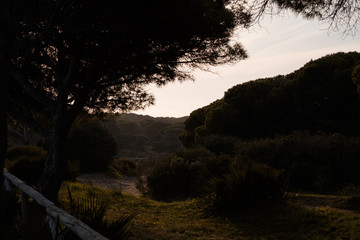 Pinus pinea trees on sunset landscape