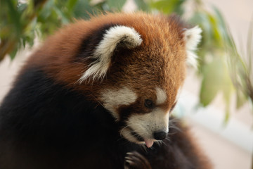 レッサーパンダ