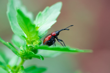 rose weevil on green leaf