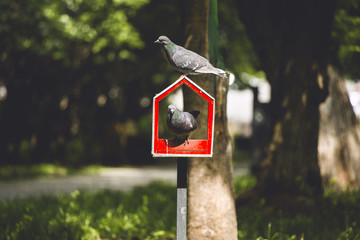 House for birds