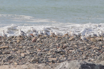 Fototapeta premium Rock shelf and rock debris near the sea with seagull, water in the background