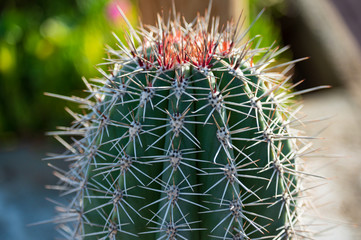 Kaktus auf den Kanaren