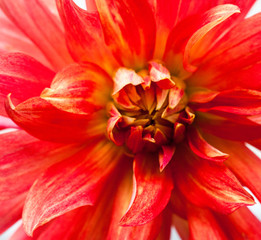 Red dahlia flower.