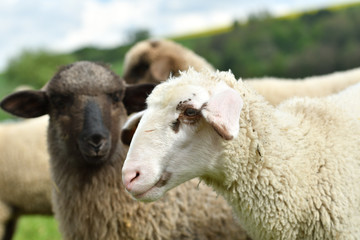 close-up of a sheep's head  on the farm meadow