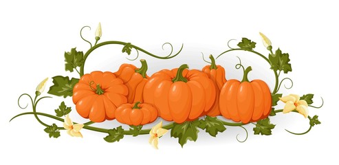Pumpkins. Set orange vegetable pumpkins. Vector illustration