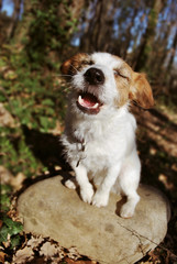 ENJOY NATURE CONCEPT. FUNNY JACK RUSSELL DOG MAKING A SILLY FACE ON THE FOREST.