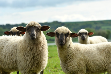 domestic sheep walks on a meadow and eats grass