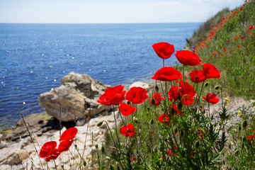 Obrazy na Szkle  Piękne czerwone maki w pobliżu kamienistego wybrzeża w słoneczny dzień. Kwitnienie czerwonych kwiatów na wybrzeżu Morza Czarnego w Bułgarii. Zbliżenie na otwarte pąki i trawę obok jasnej skały wapiennej.