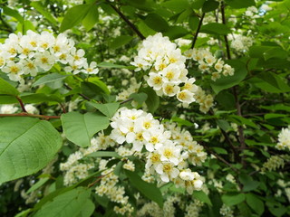 Obraz premium cherry flowers on branches