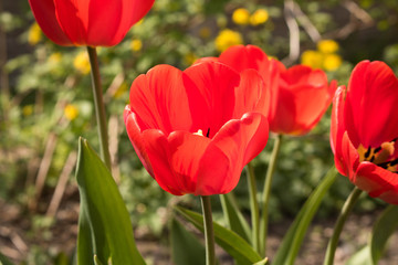 The Opened Bud Of A Tulip.  The concept of spring. Close up.