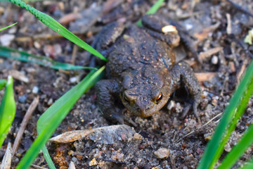 Frog sitting on the ground close up