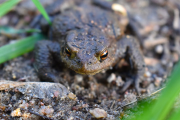 Frog sitting on the ground close up