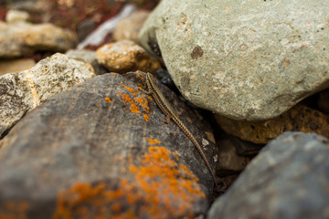 Lizard between light and dark orange rocks