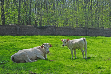 Obraz premium Campagna e mucche a Wisques, Pas-de-Calais, Hauts-de-France
