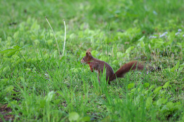 ein einzelnes Eichhörnchen in der Wiese bei der Futtersuche