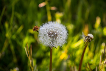 Dandelion portrait with a green background