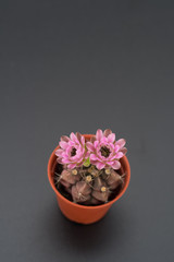 cactus in a pot on blackboard background, succulent plant