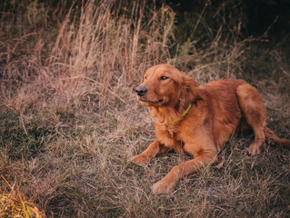 Golden Retriever2