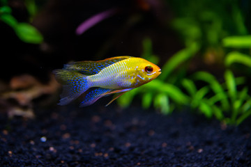 Ramirezi