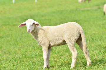 Obraz premium portrait of domestic sheep grazing on green grass