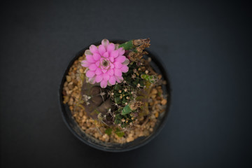 cactus in a pot on blackboard background, succulent plant