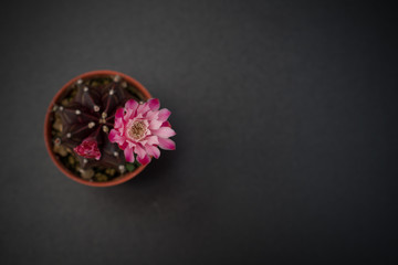 cactus in a pot on blackboard background, succulent plant